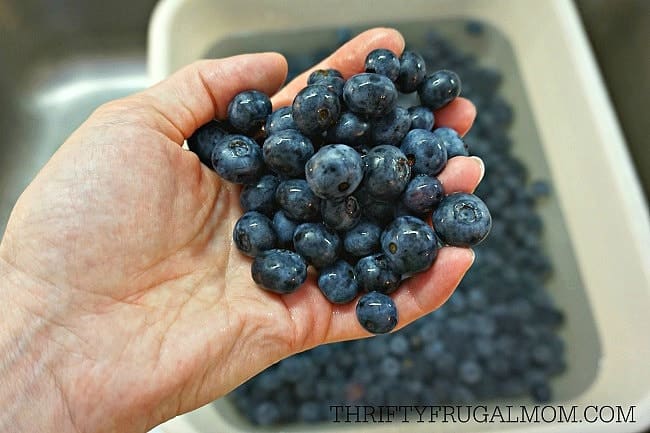 freeze blueberries how to 