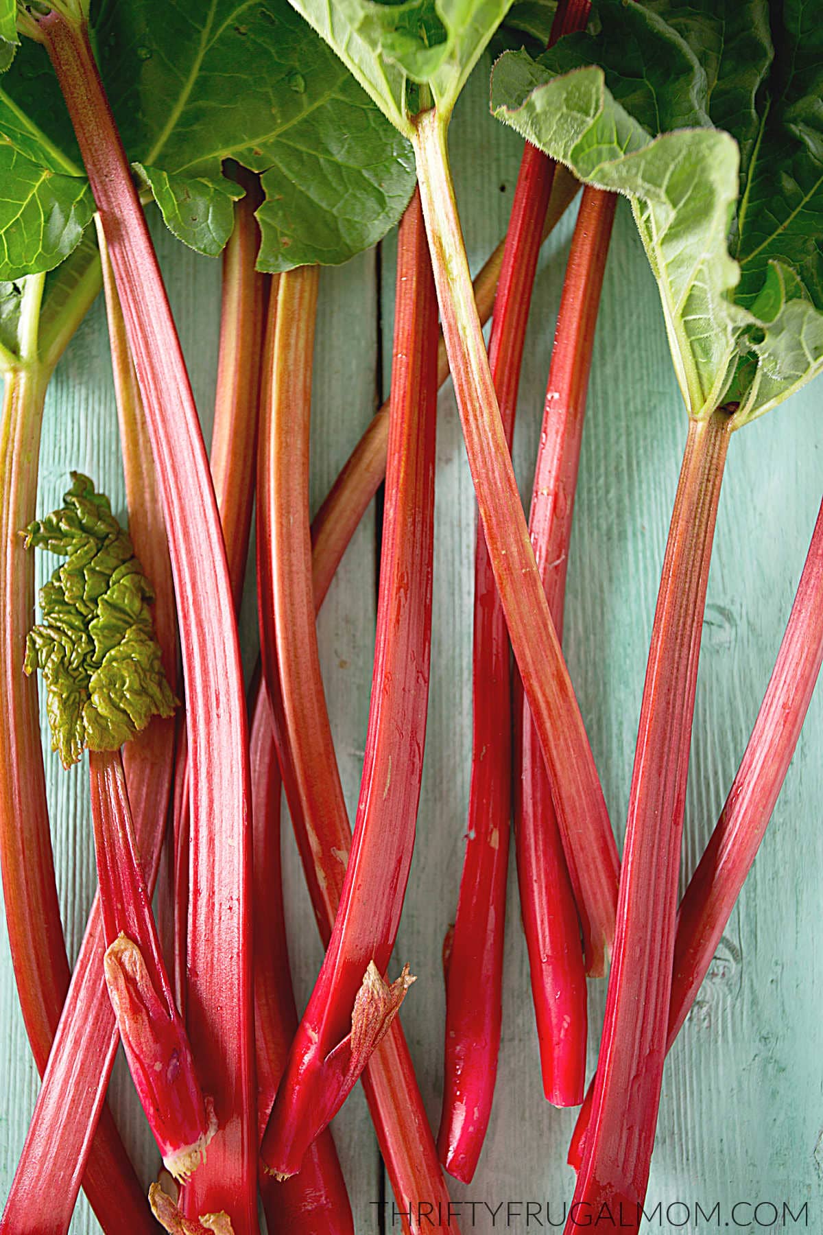 stalks of fresh rhubarb on an aqua table ready for prepping to freeze
