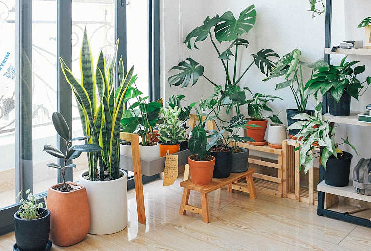 a corner of a room filled with natural plants for clean living 
